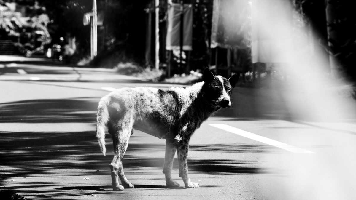 The Surprising Ways Animals Show Empathy and Compassion towards Each Other