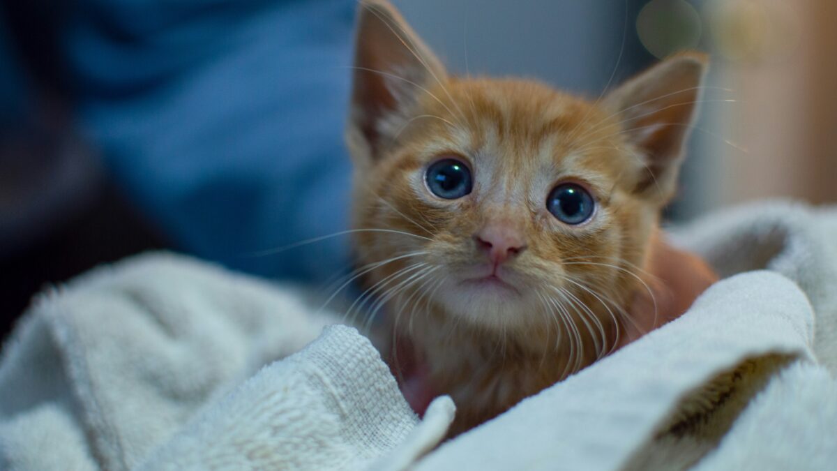 Sure! Here are four engaging blog post titles about animals: