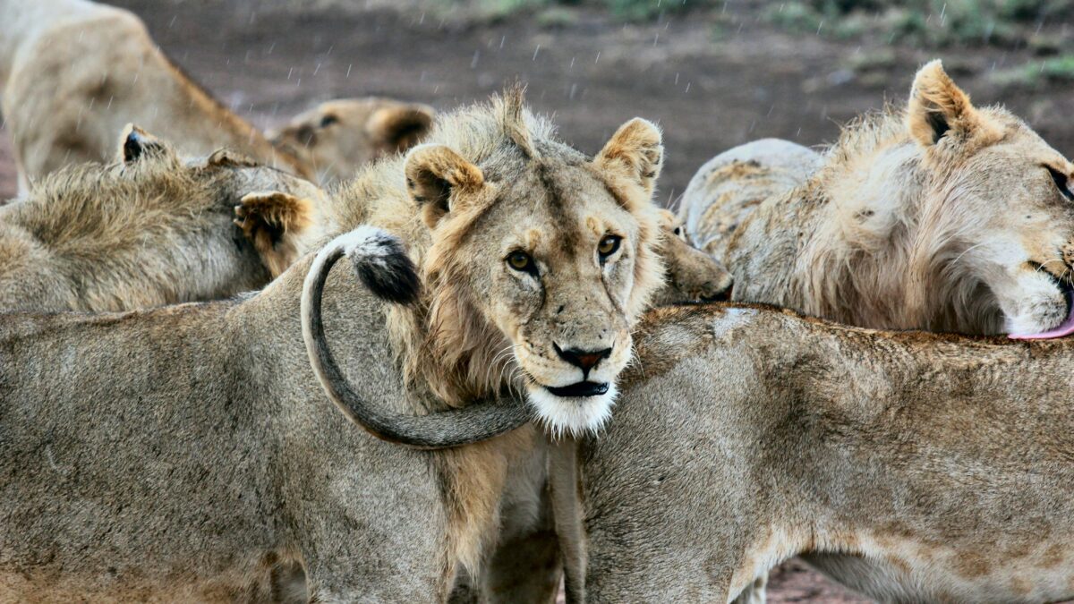 Fascinating Animal Adaptations: How Nature Shapes Survival