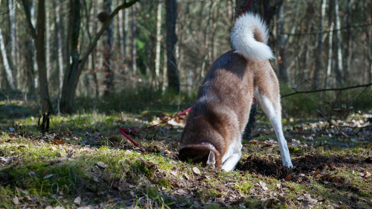 Animal Intelligence: Understanding the Brains Behind Our Favorite Creatures